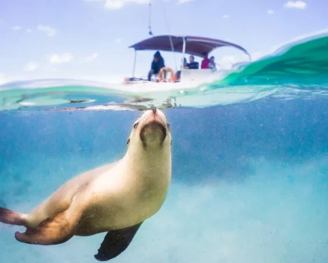 Seal under the water with a boat in the distance