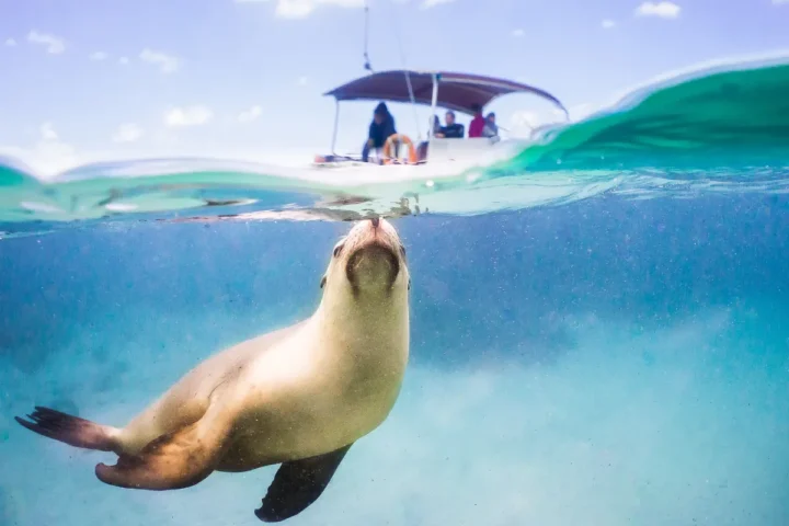 Seal under the water with a boat in the distance