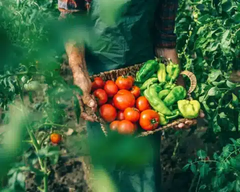 A man stands in a field, holding a basket filled with ripe, red tomatoes.