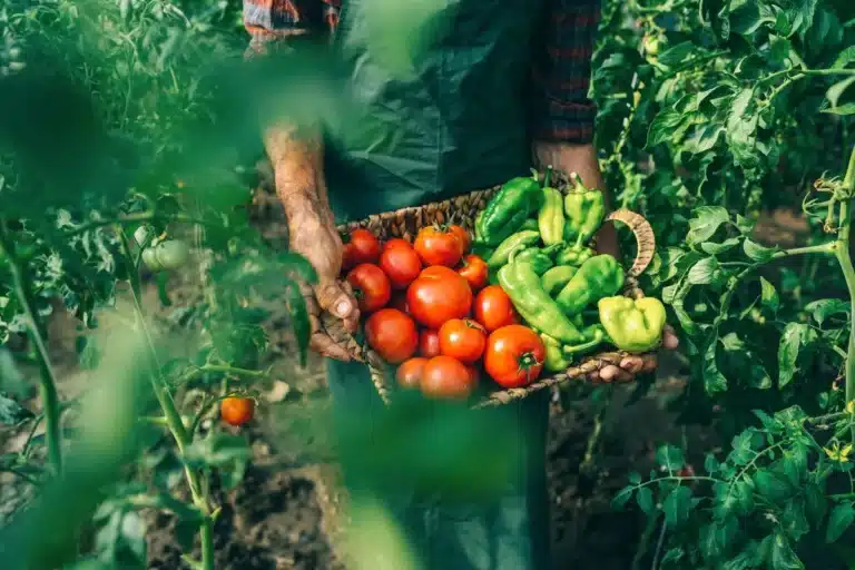 A man stands in a field, holding a basket filled with ripe, red tomatoes.