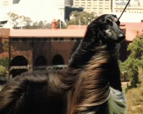 A long-haired dog stands on a leash, looking alert and ready for a walk in a sunny outdoor setting.