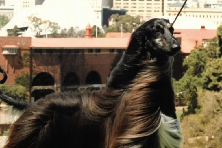 A long-haired dog stands on a leash, looking alert and ready for a walk in a sunny outdoor setting.